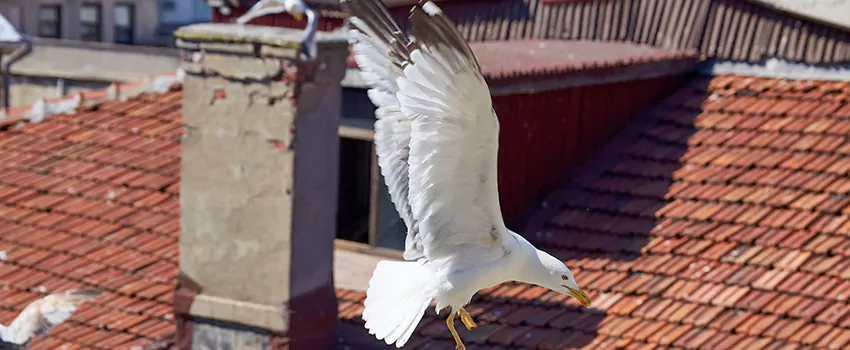 Residential Chimney Animal Removal Solution in Pontiac, MI